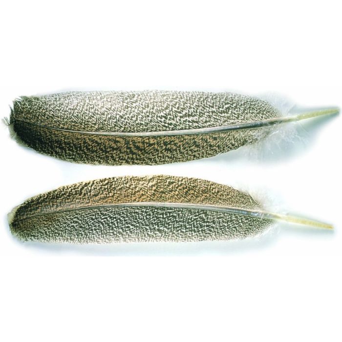 Turkey Oak Mottled Wing Quills Natural fra Veniard