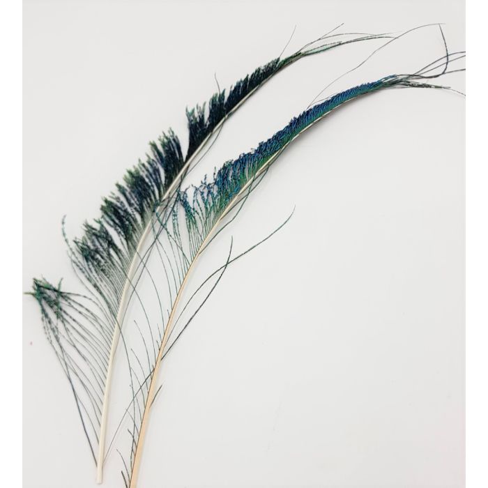 Peacock Sword Tails fra Veniard
